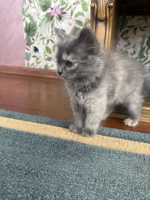 Отдам домашних котят в добрые руки