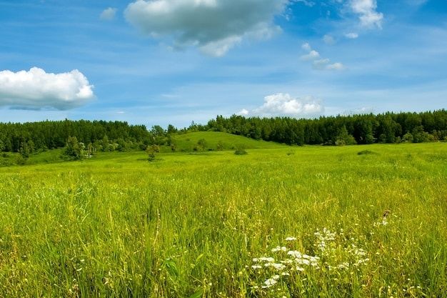 Сдам в аренду земельный участок под сенокос