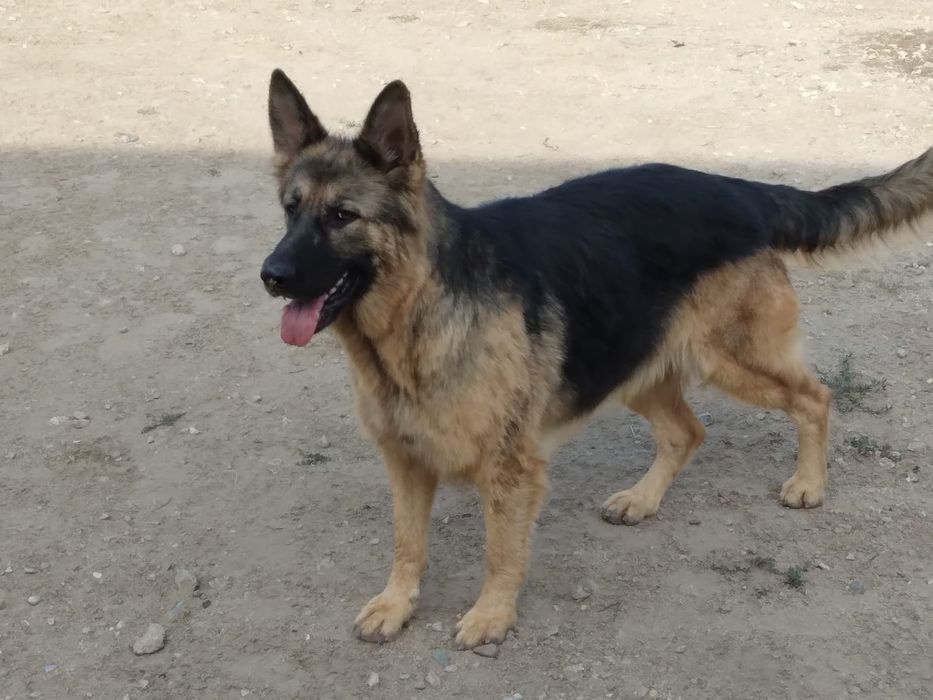 Pui ciobănesc german