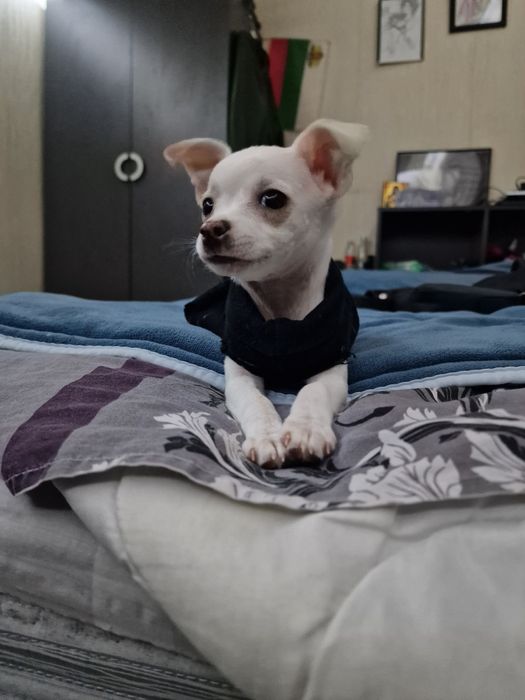 Момиче чихуахуа на 3м