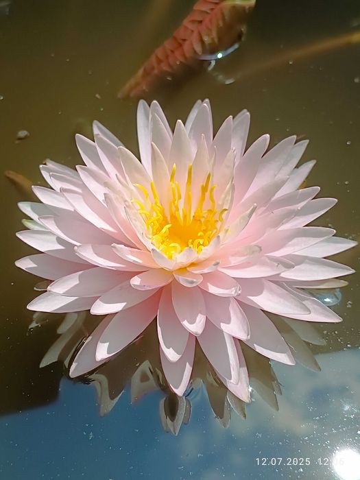 Сортови Водни лилии и тор за тях