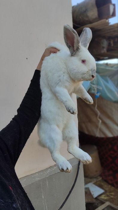 Эркак куен самец 5 кг.дан ошик огирлиги,еши 1 еш,ишлаб Турган Ота куен