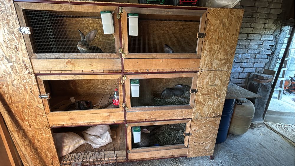 Vand cotete pentru iepuri