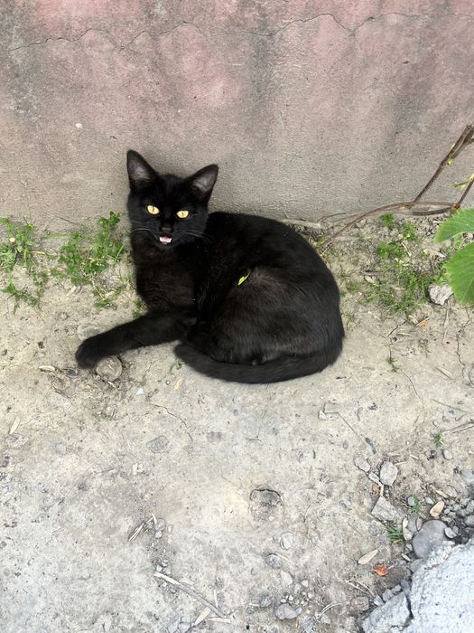 Chiroyli aqlli qiz bola mushuk hadyaga beriladi soglom