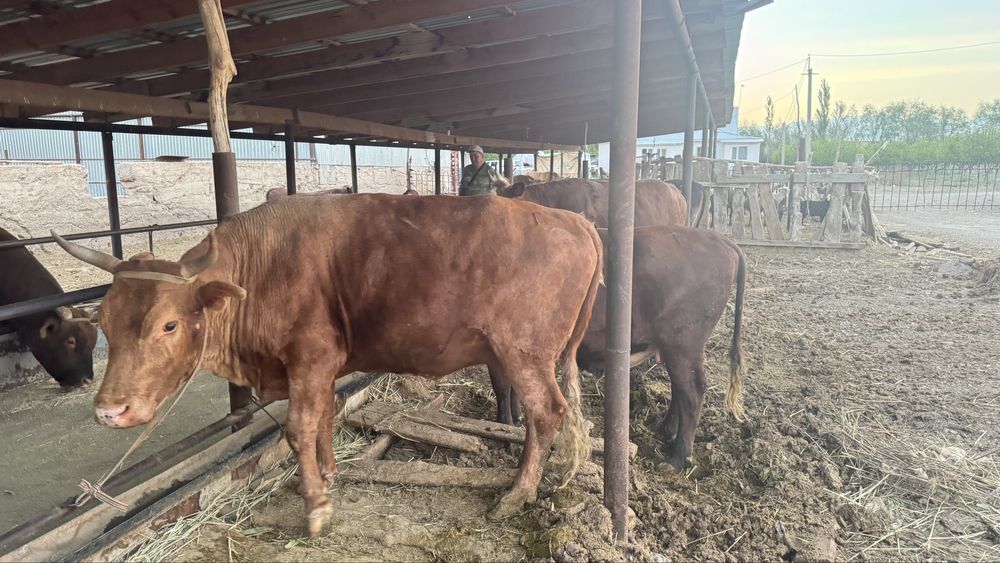 Сиыр байланған! КРС с откорма!!