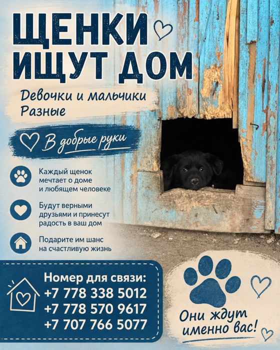 Щенки в добрые руки