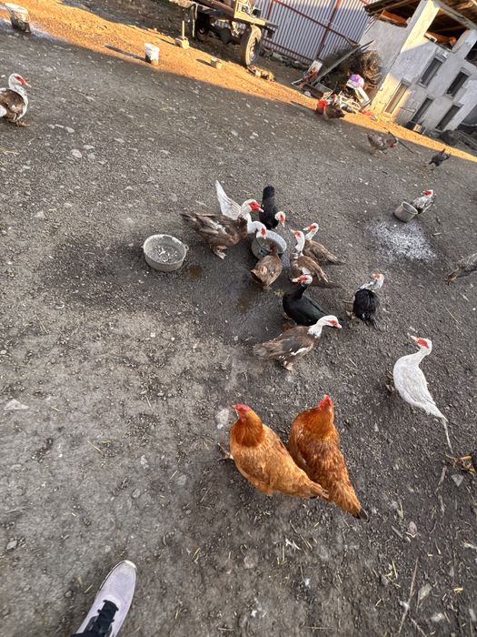 Vând rețe: 70 lei rățoi, 50 lei rață