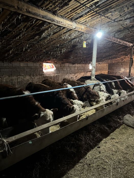 падсос быр жастан аскан