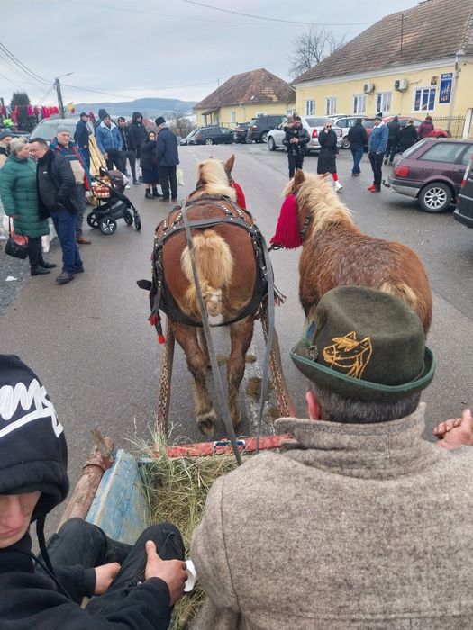 De vânzare  iapă de vânzare