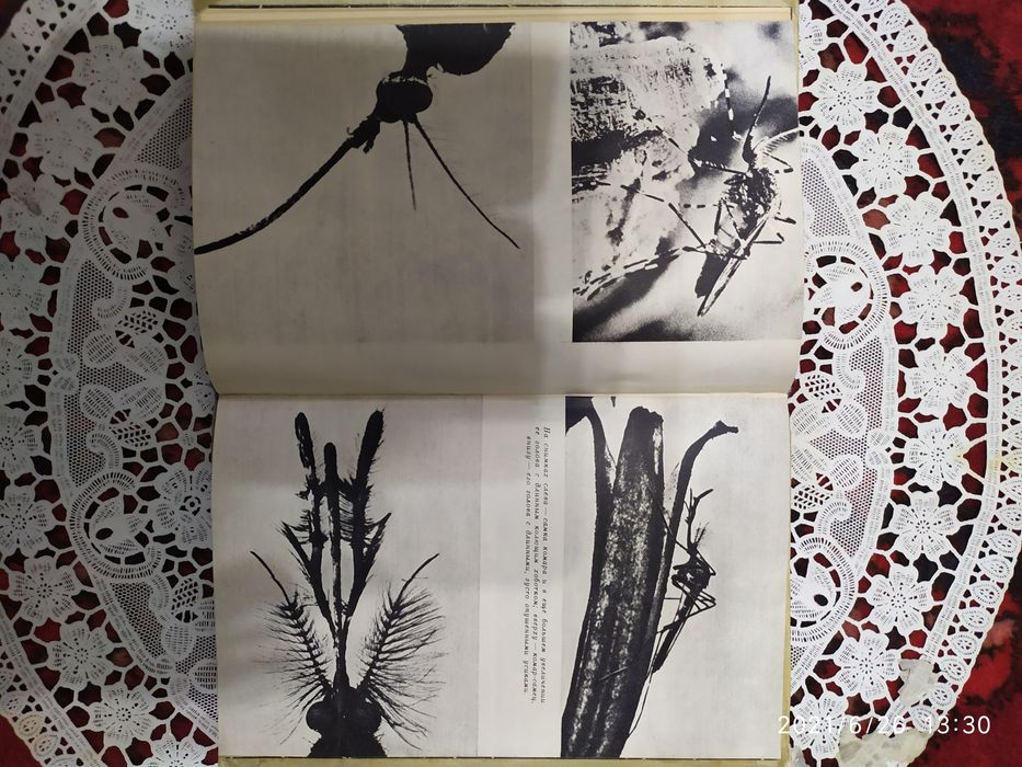 Цветы в нашей жизни.