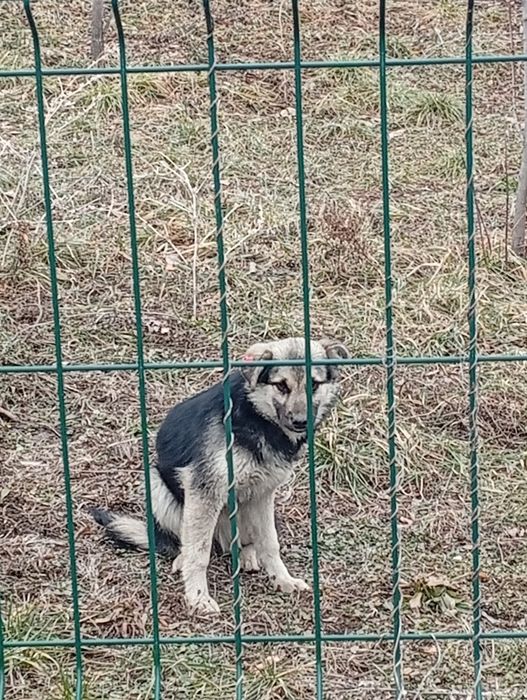 Найдены щенки 4-5 месяцев