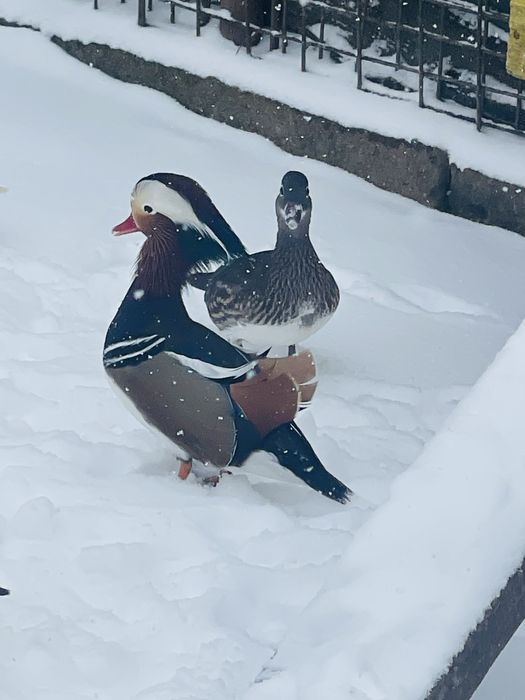 Rațe Mandarine doua perechi disponibile