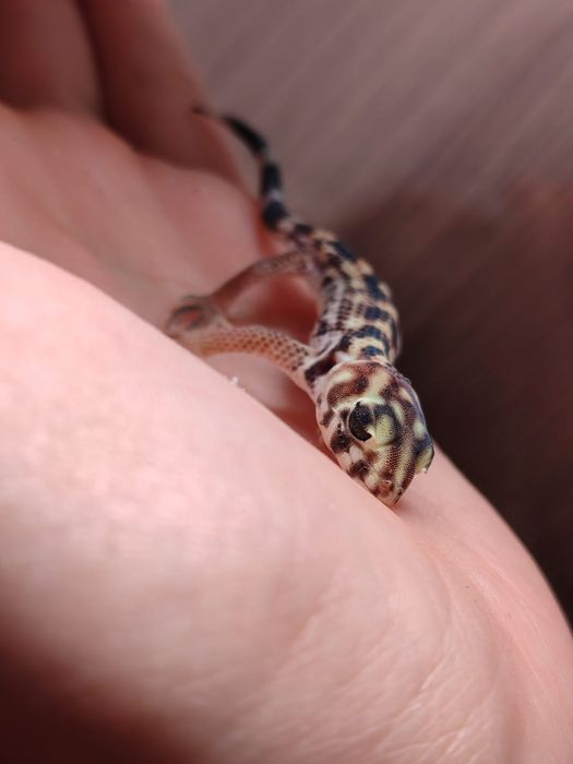 Продам террариум с гекконом