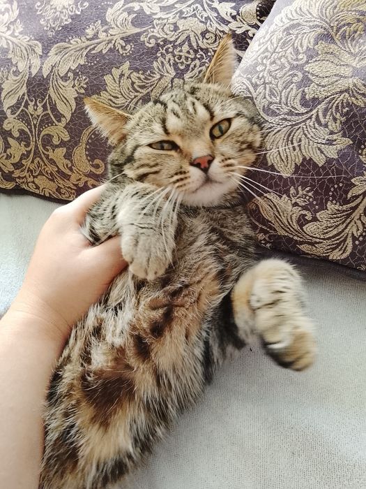 Кот в хорошие руки