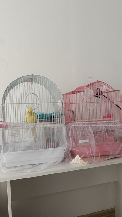 Продам волнистого попугая