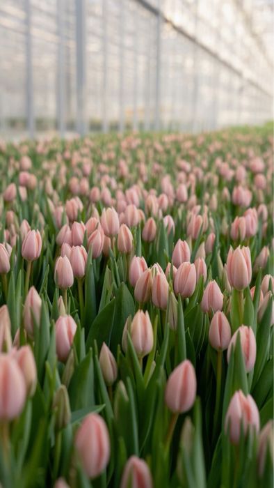 Голландиялық люкс тюльпандар