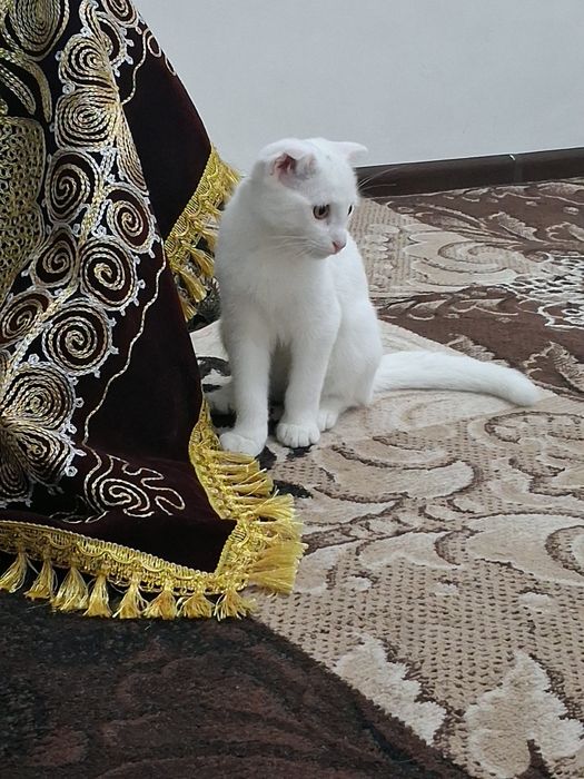 Sogʻligi yaxshi latok biladi