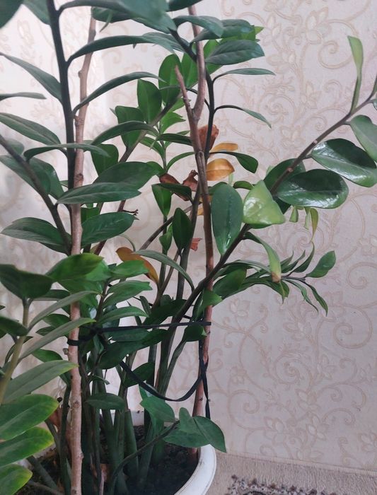 Продам комнатные растения