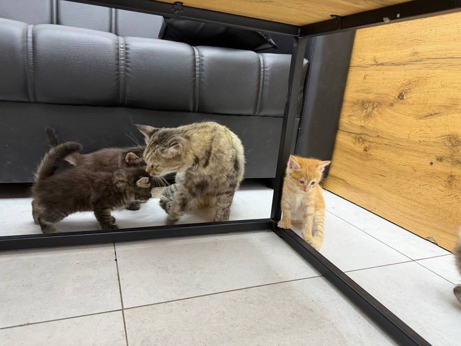 Отдам даром котят 1 месяц