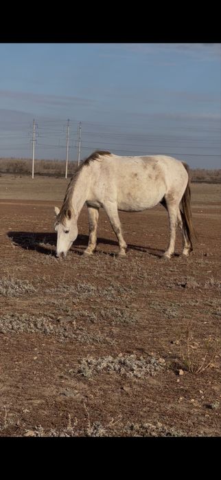 Биелер сатам.Продаю кобыл лошадей
