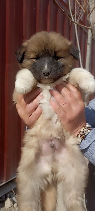 Щенки в хорошие руки