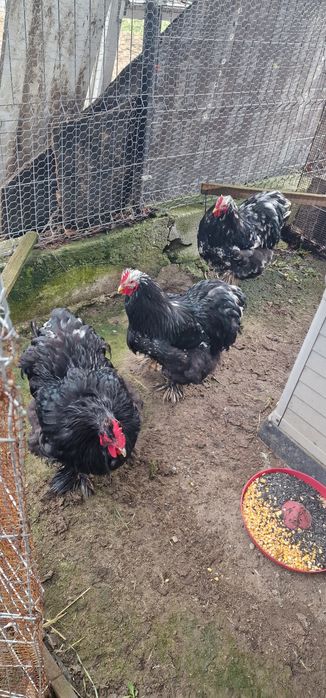 Vand cocosi cochinchina bobat urias