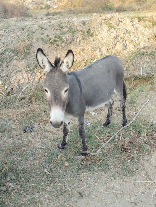 Julia Enn porno filmlar