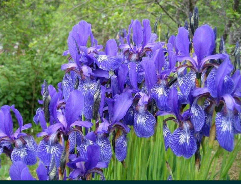 Домашний ирис ирис