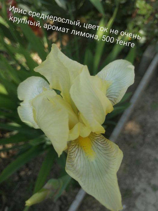 продам ирисы сортовые