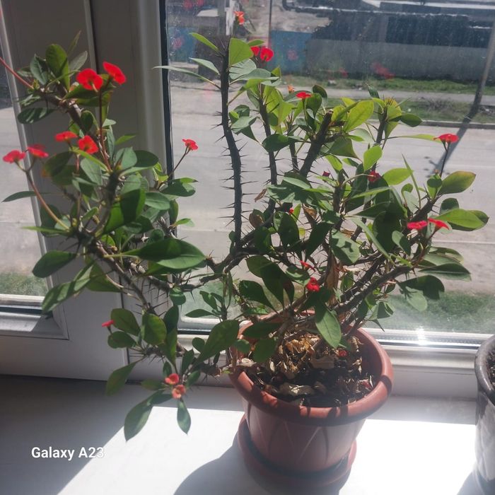 Комнатные цветы_кактусы