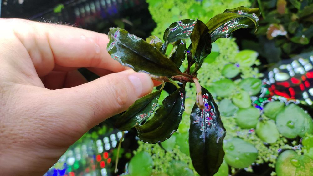 Plante acvariu Bucephalandra pachet 10+ soiuri, Bolbitis