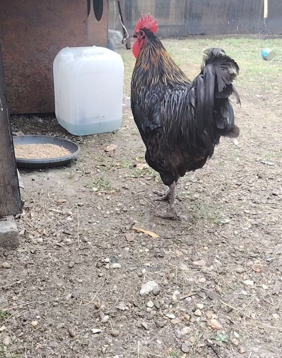 Cocos Australorp.