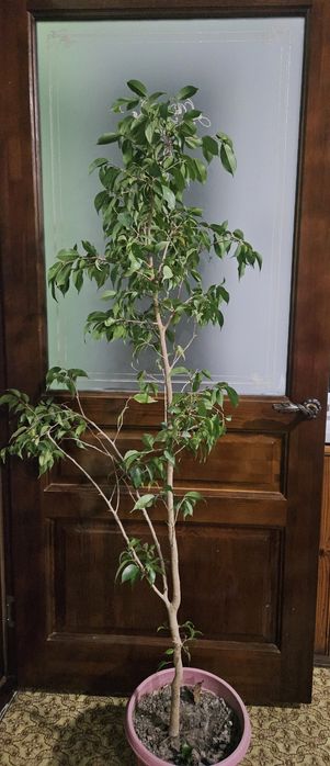 Бенжамина дерево