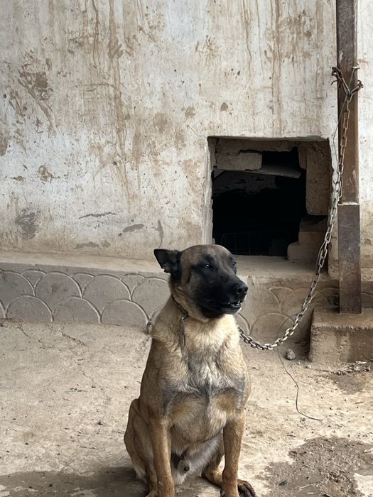 Бельгийская  Овчарка