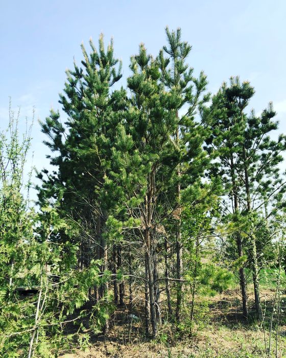 Местные саженцы Атырау