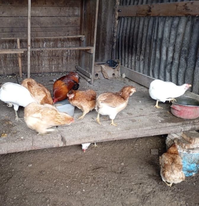 Vand gaini rasa Araucana