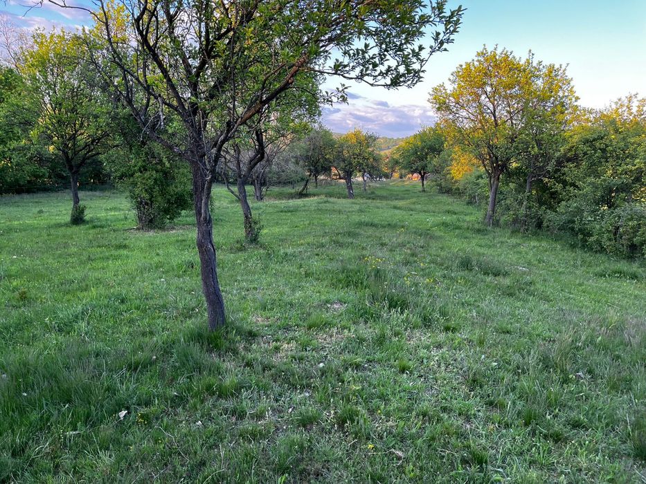 Vand teren extravilan Pianu de Sus