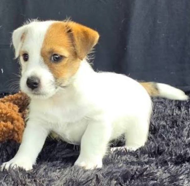 Jack Russel cu pedigree