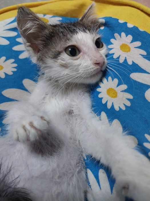 Котенок мальчик 1 месяц