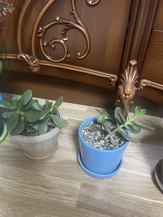 Гулдер/Цветы