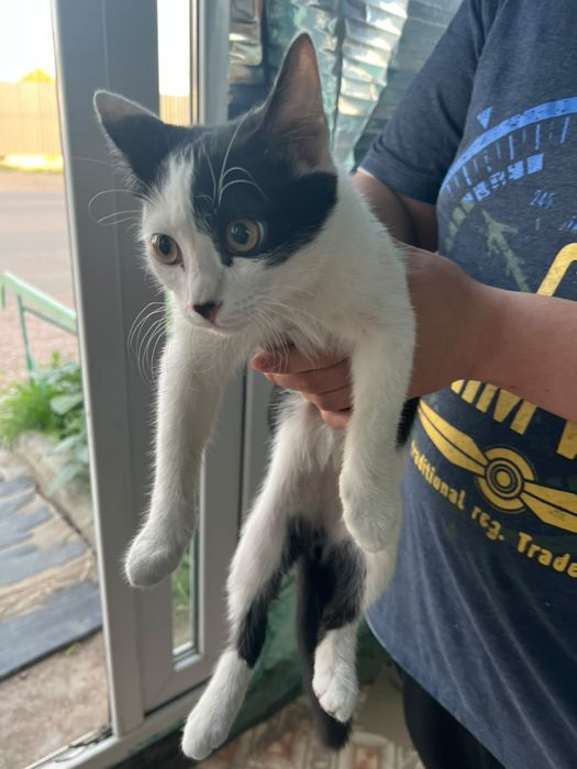 Котят отдам доброе руки