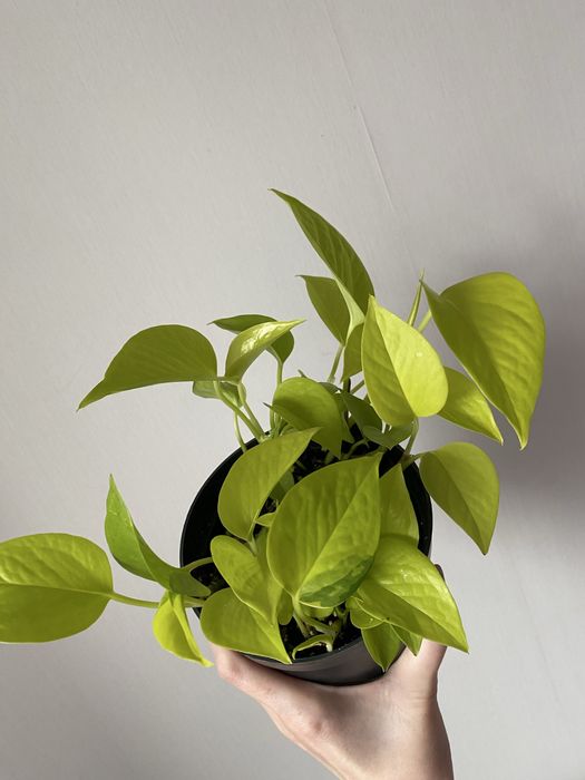 Эпипремнум лиана неон лайм