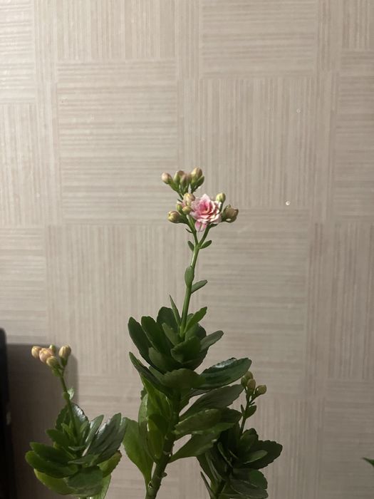 продам каланхоэ