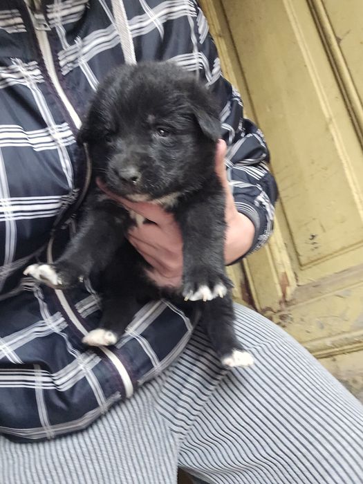 Подарявам кучета Немски овчарки-каракачнки