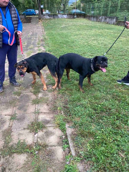 Куче между ротвайлер и канекорсо