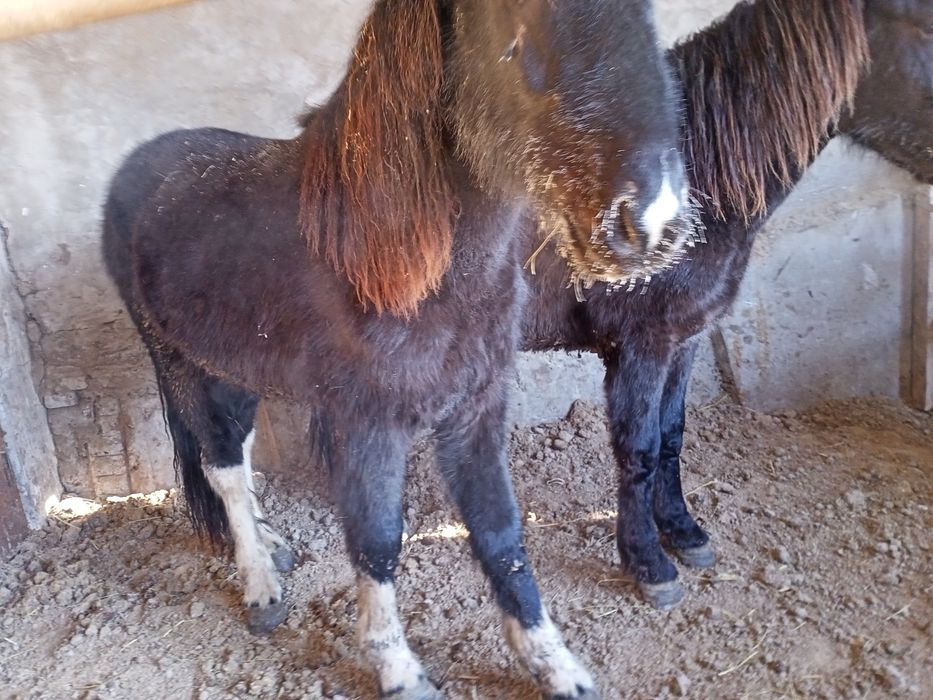 Продам лошади на откорме.