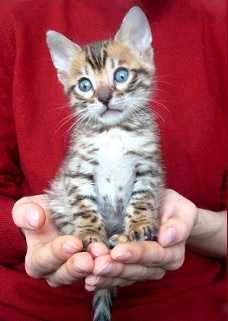 Bengal'skii kotenok