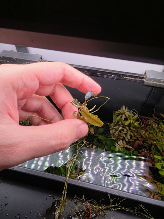 Pachet Bucephalandra