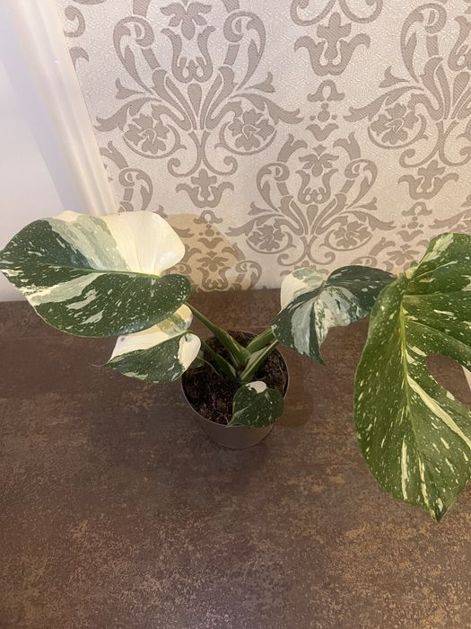 Monstera Thai Constellation 44 cm