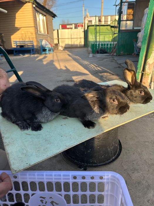 Кролики Серебро